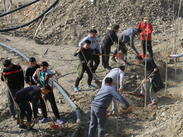 新疆体育职业技术学院参加义务植树活动
