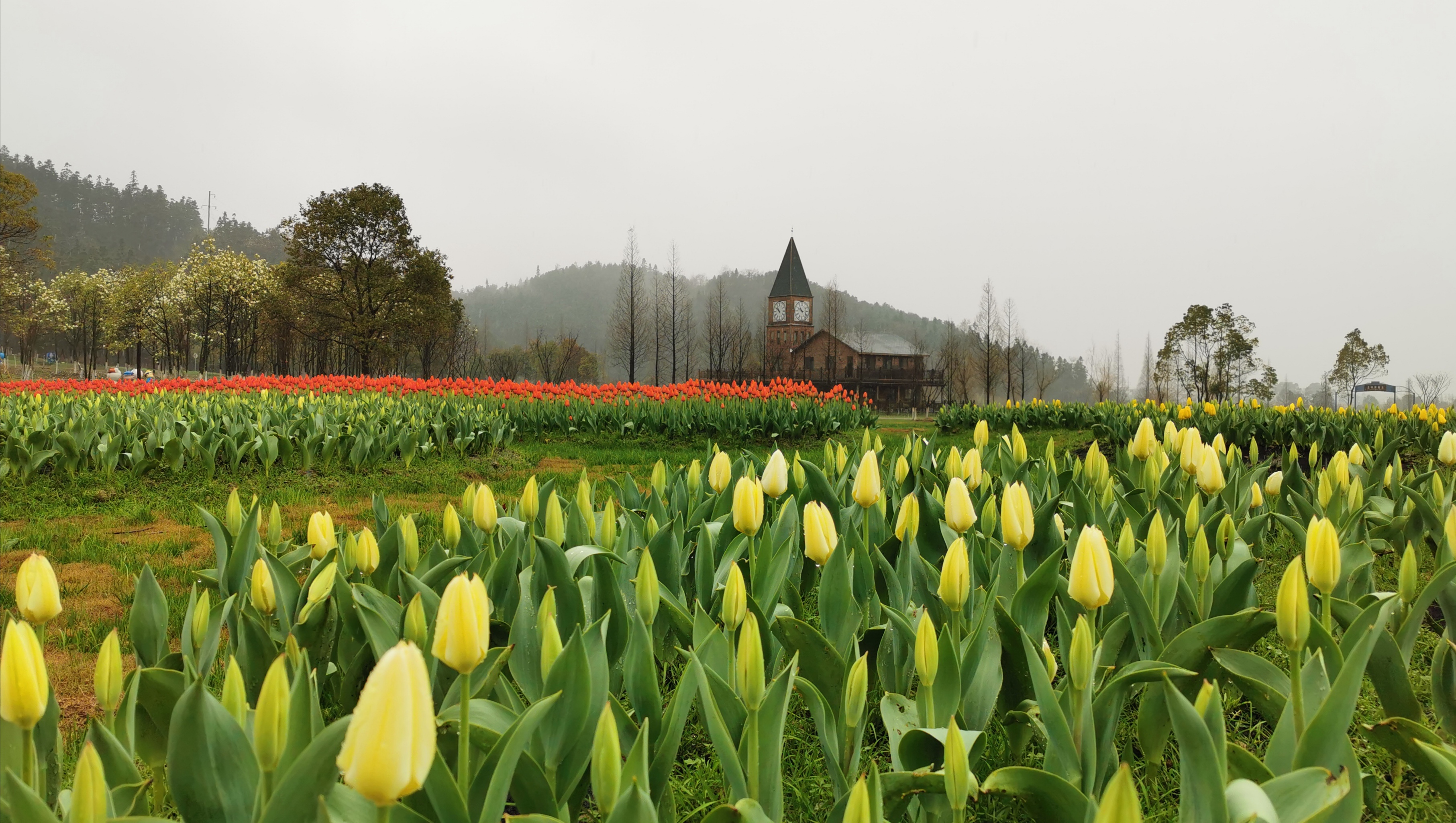 驱除病毒，静待花开