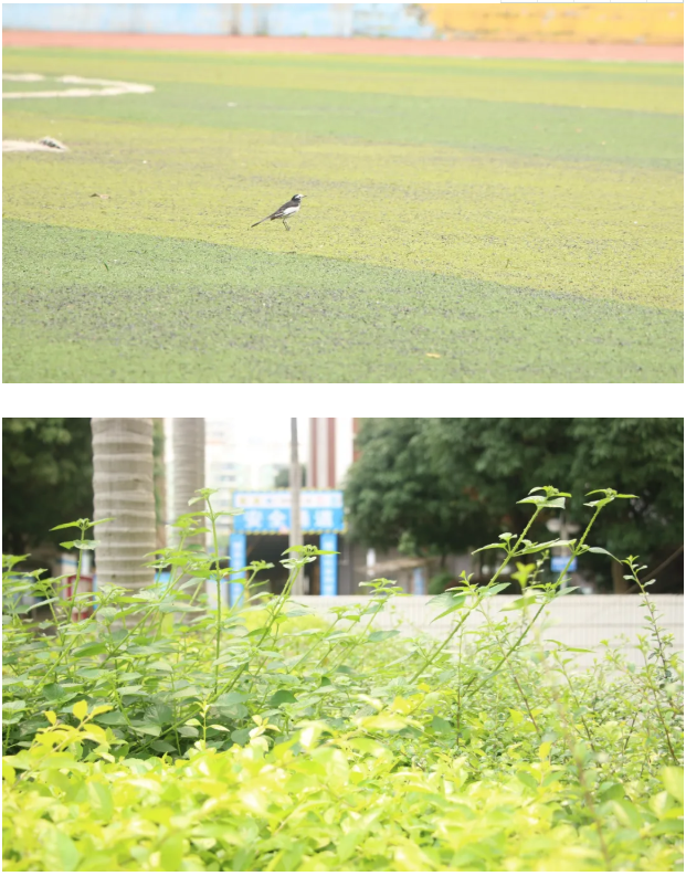 春明景和，疫散花开，等你归来！