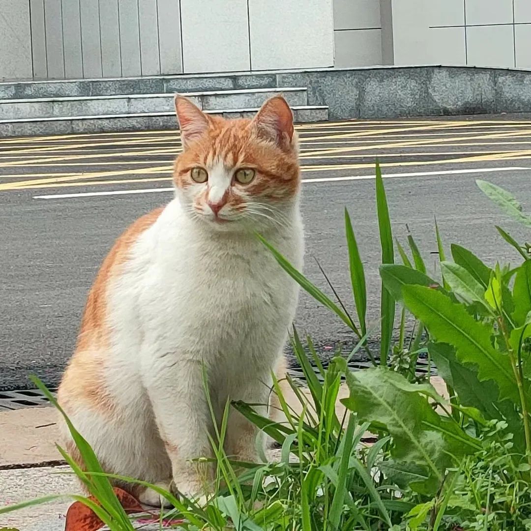 春日校园|在春天，找寻一片绿