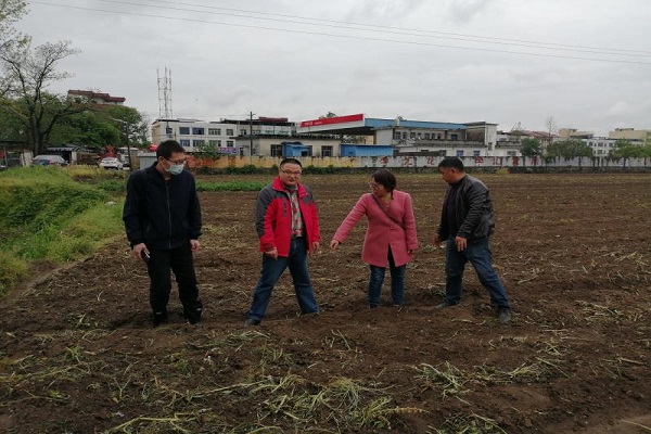 江西省棉花轻简化栽培岗位专家到高安调研棉花-花生间作